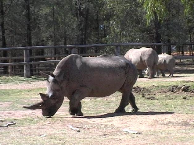 White Rhino (2004)