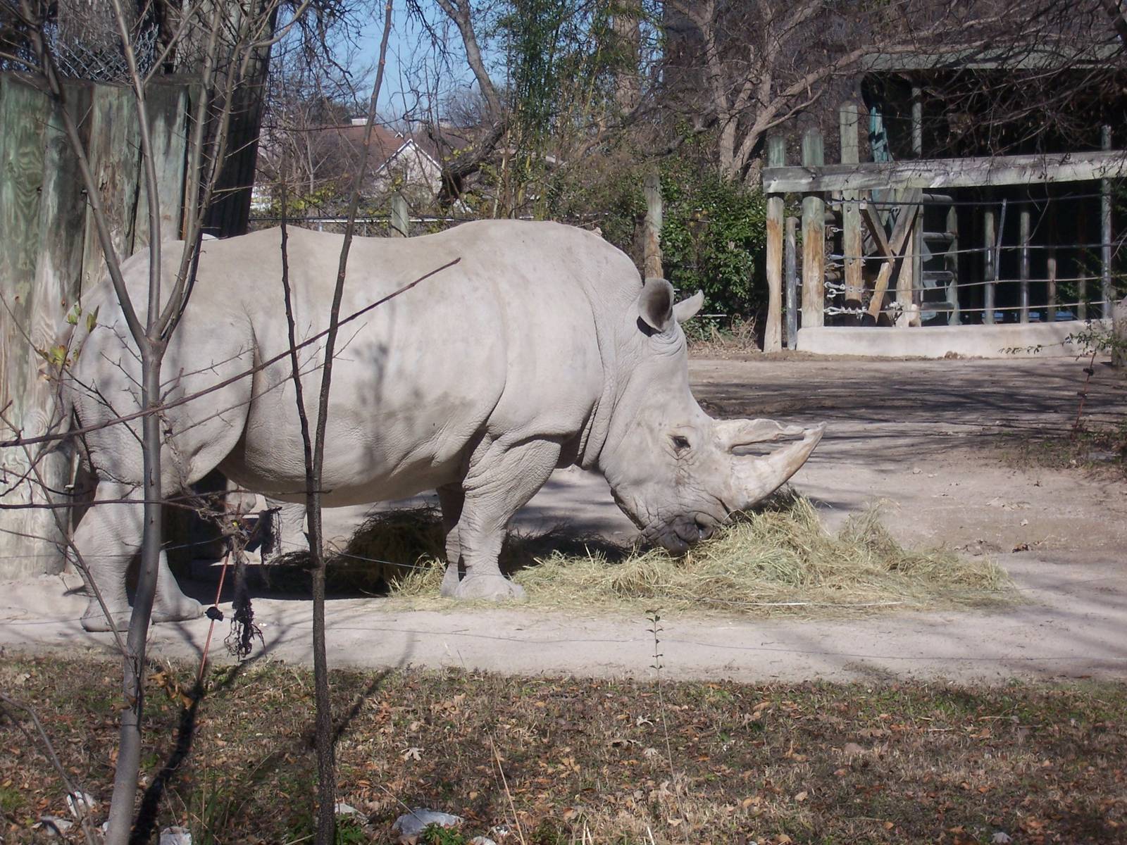 White Rhino 2007