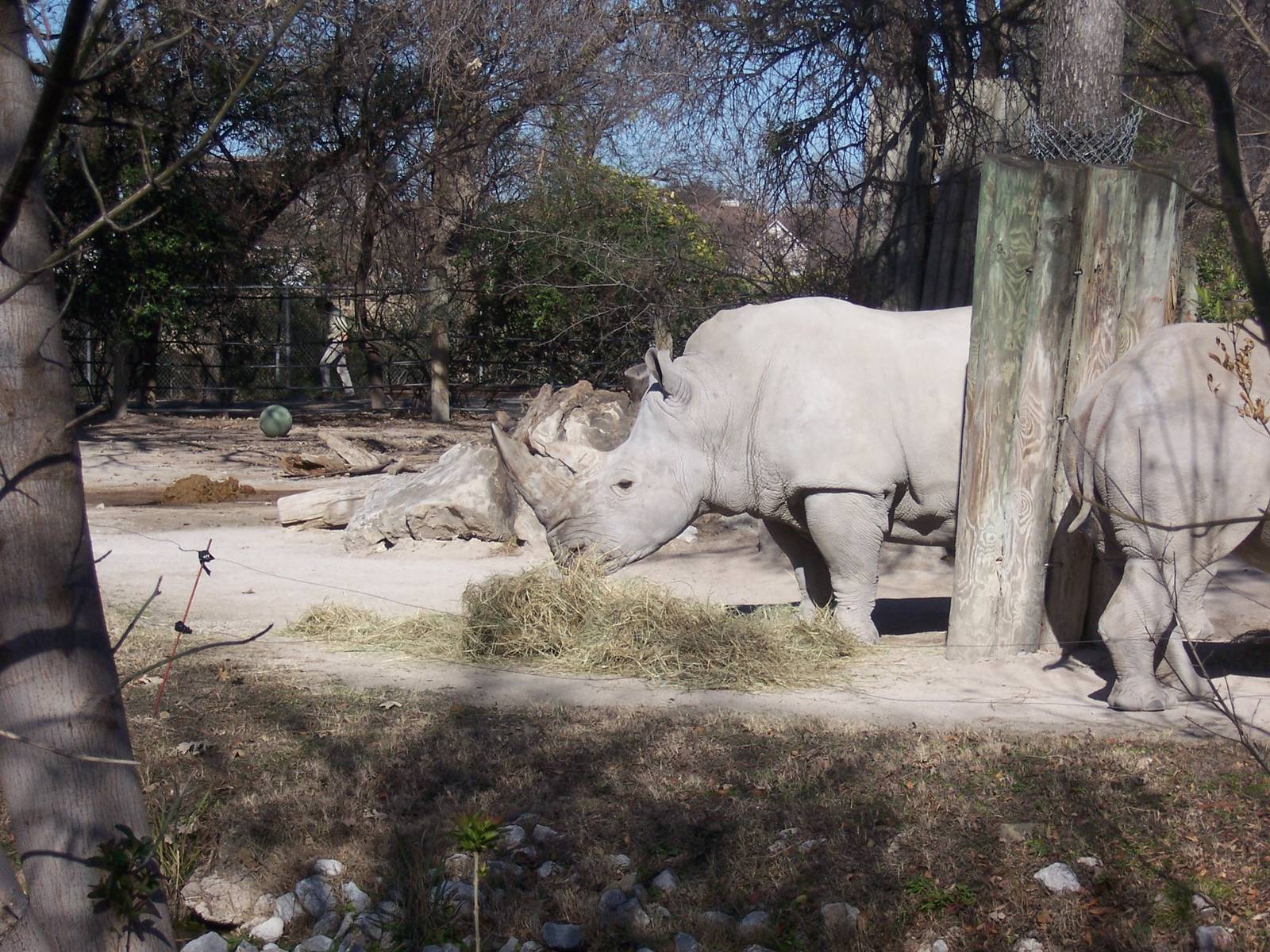 White Rhino 2007