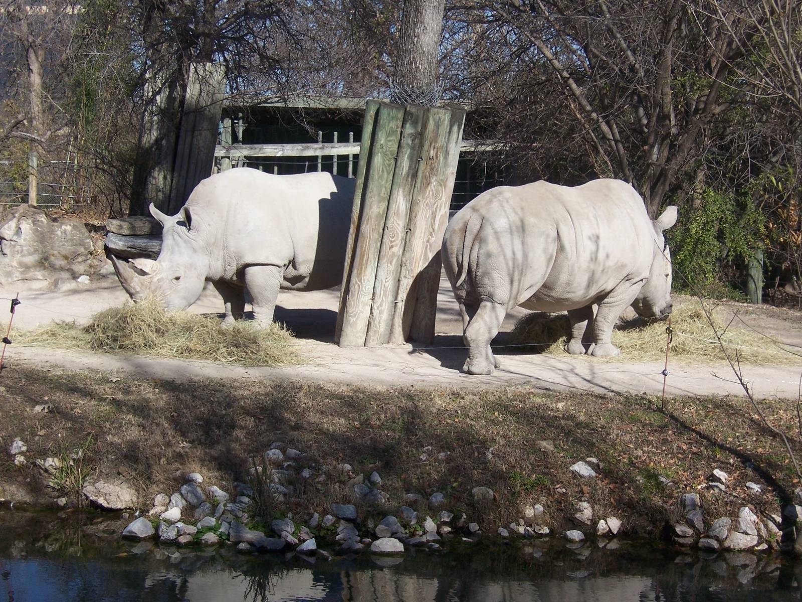 White Rhino 2007