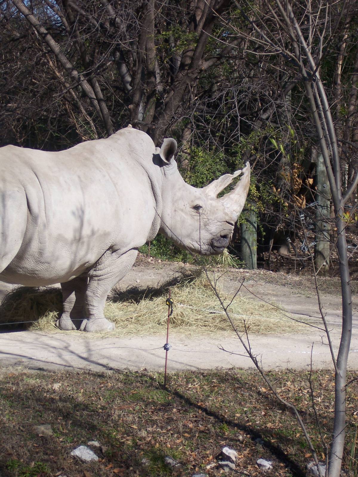 White Rhino 2007