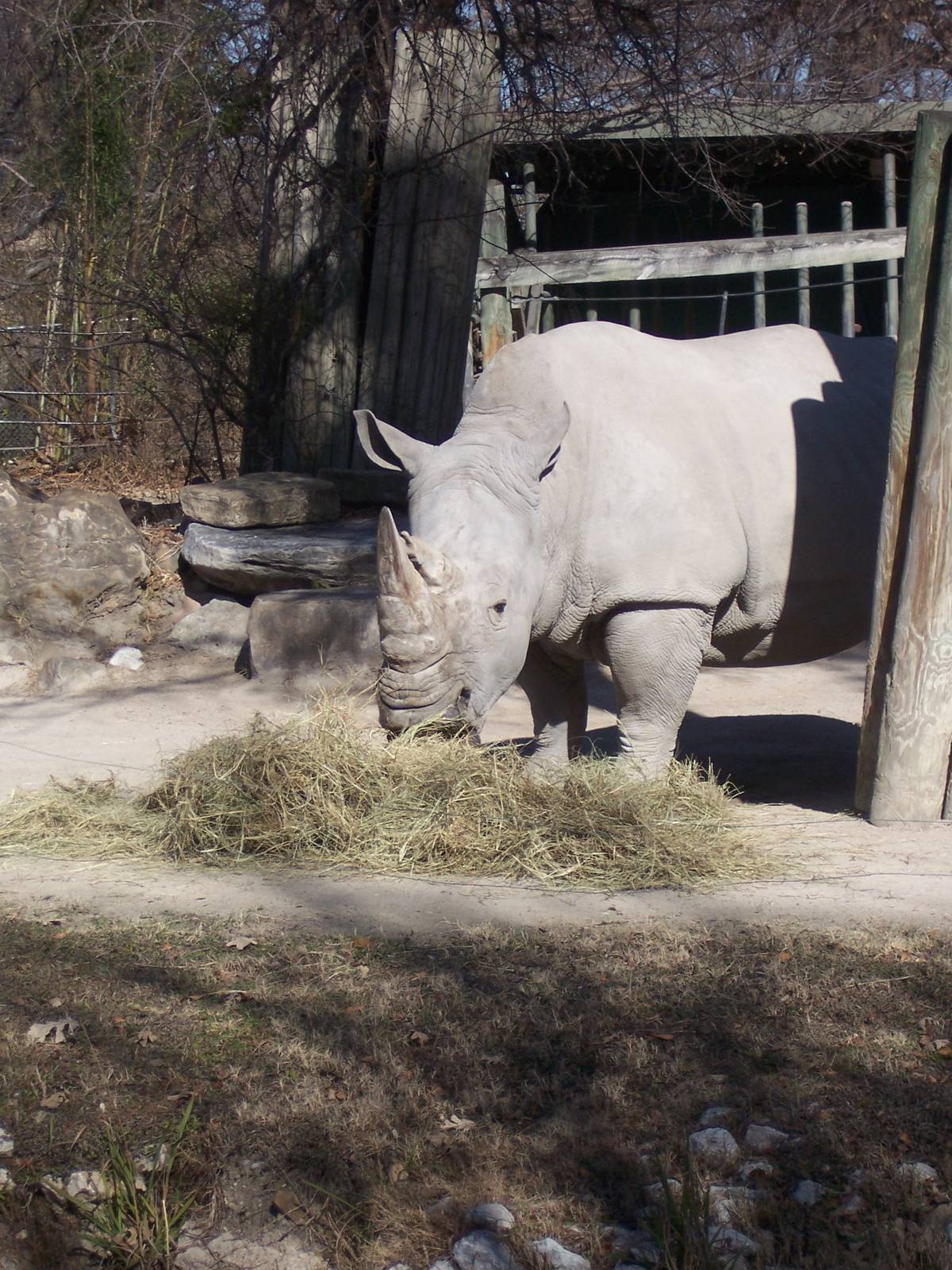 White Rhino 2007