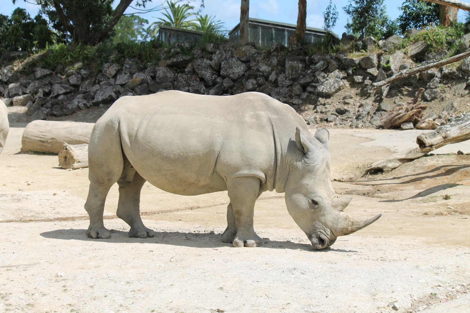 White Rhino (2012)