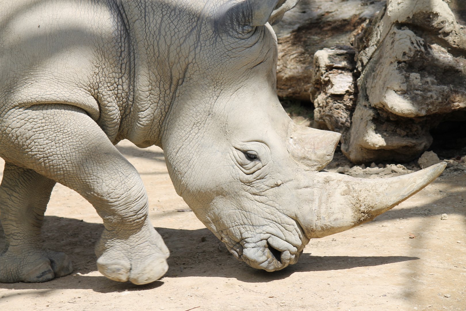 White Rhino (2012)