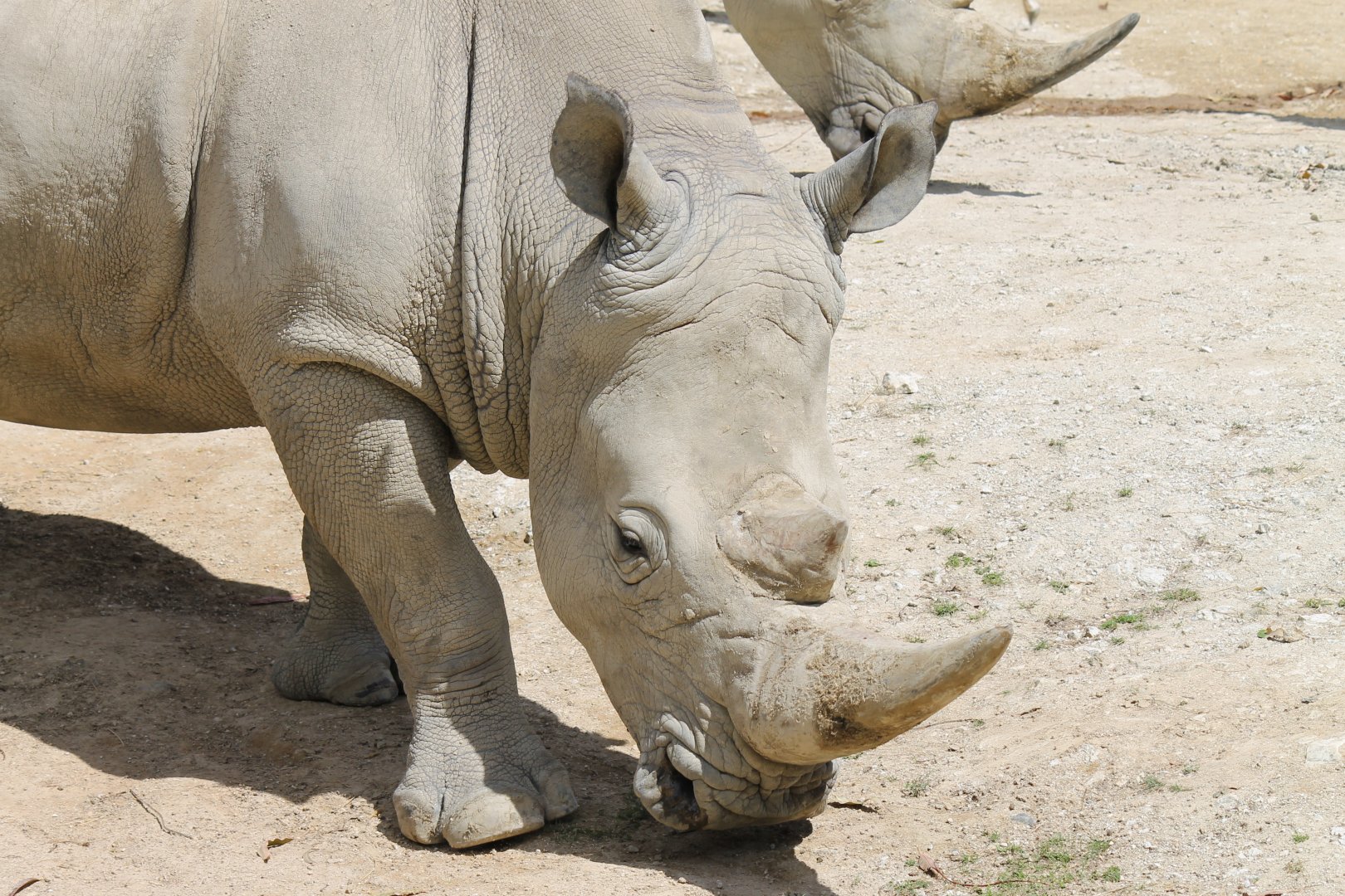 White Rhino (2012)