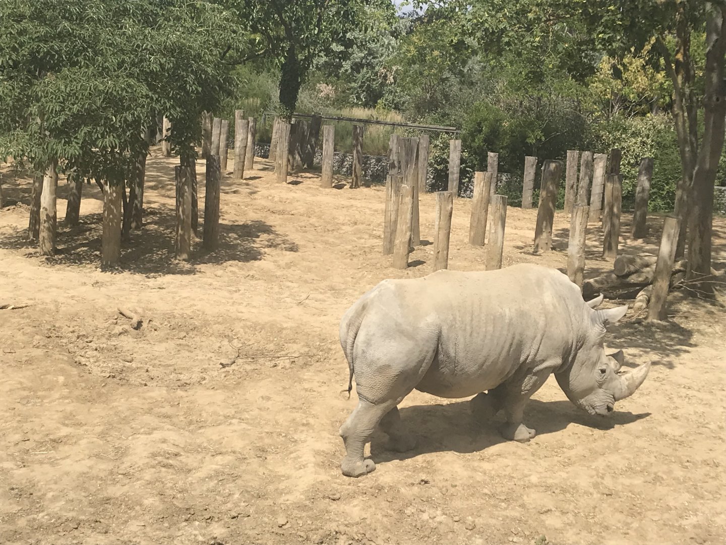 White rhino (2019)