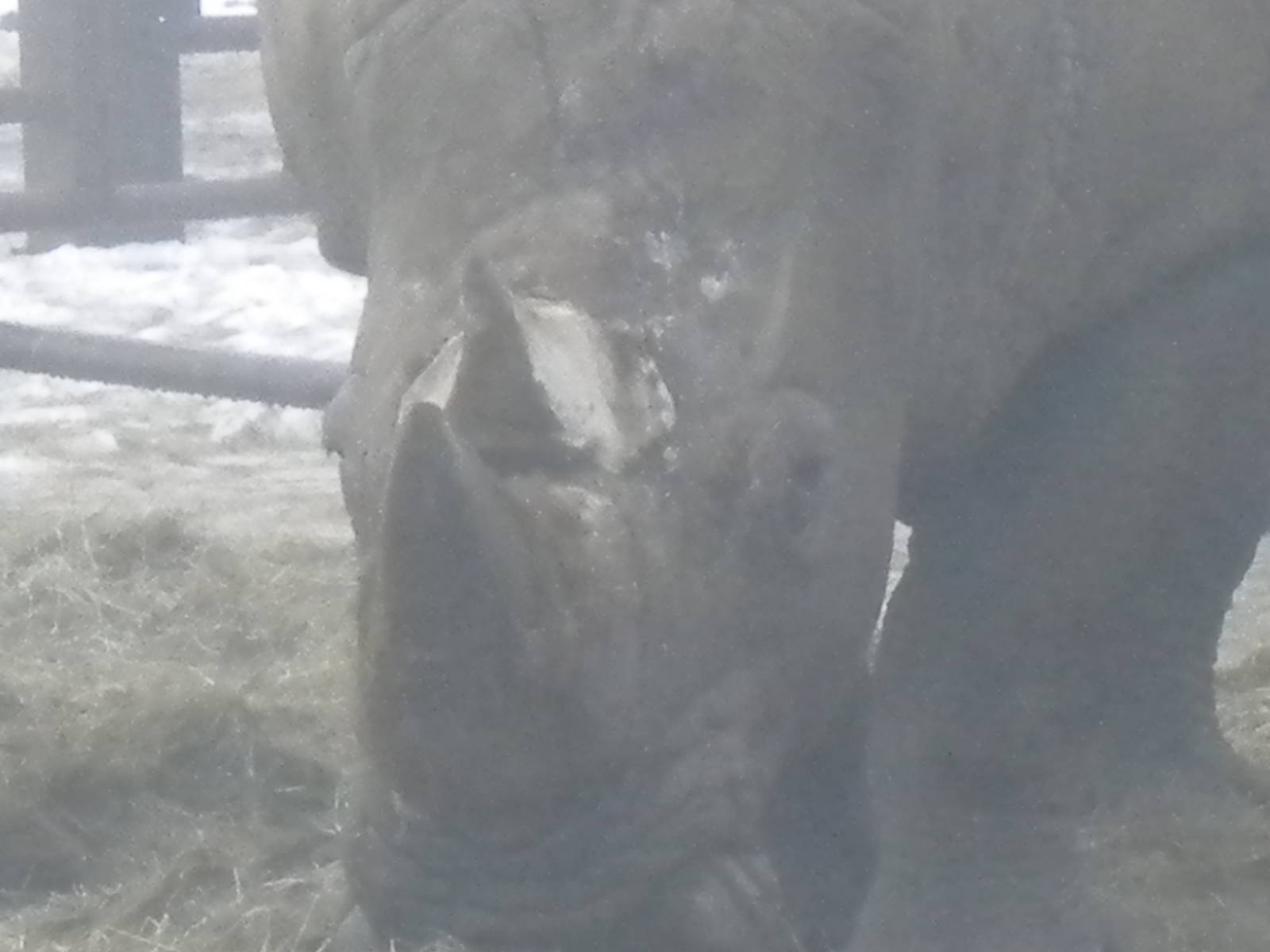 White Rhino-27/12/10.