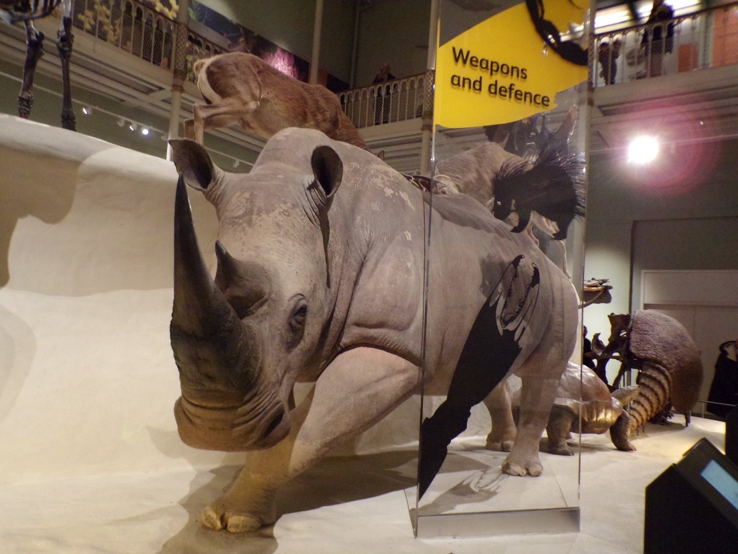 White rhino 30.12.22