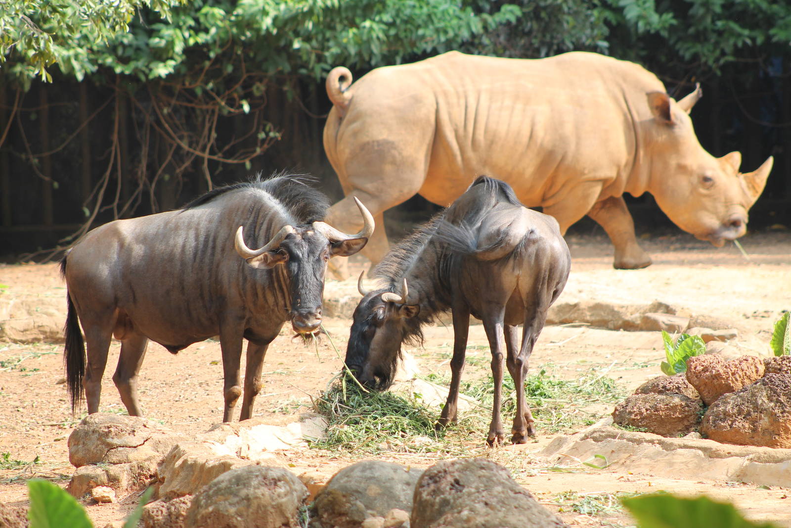 white rhino and blue wildebeest