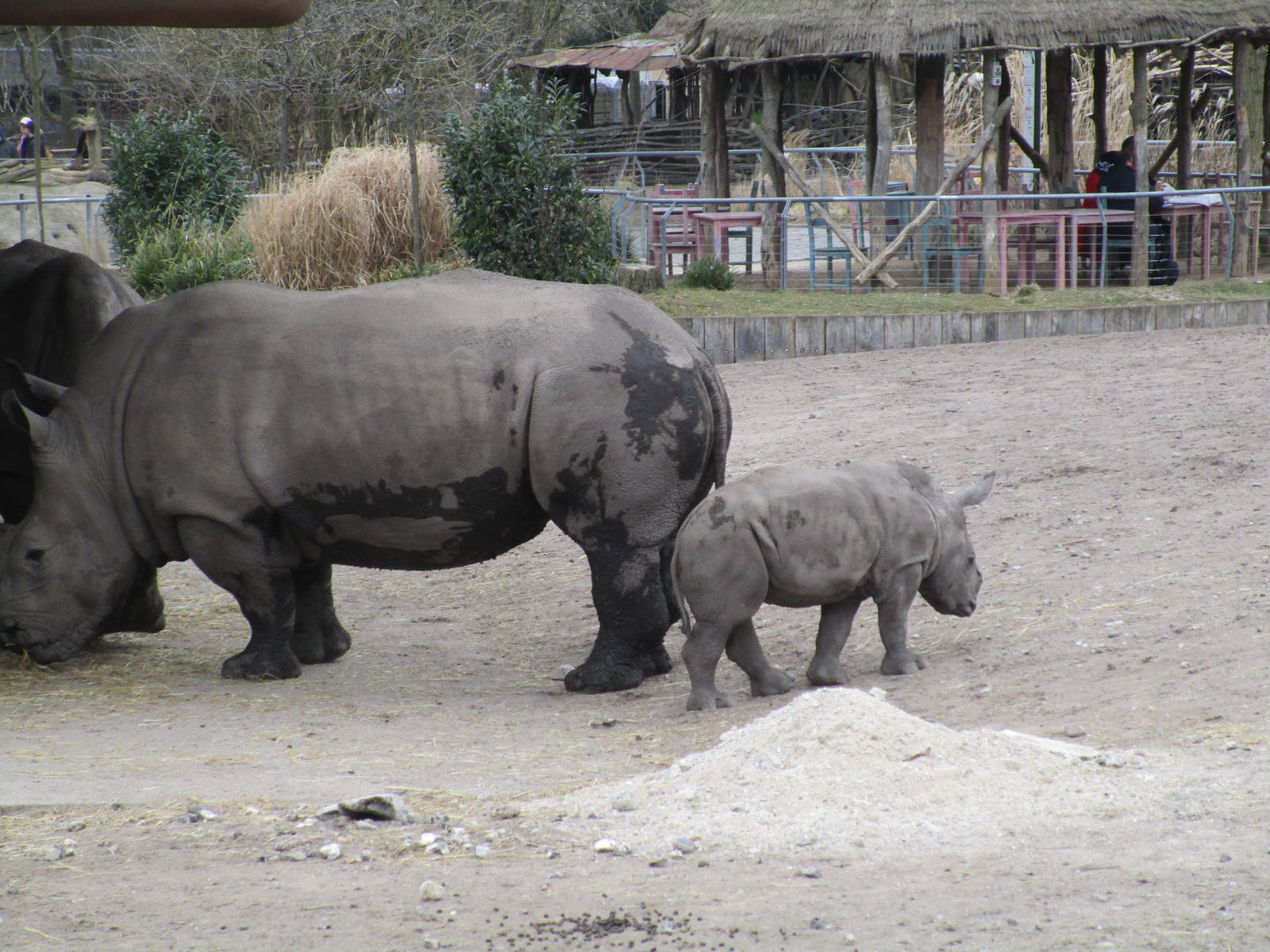 White Rhino and Calf - 20/03/15