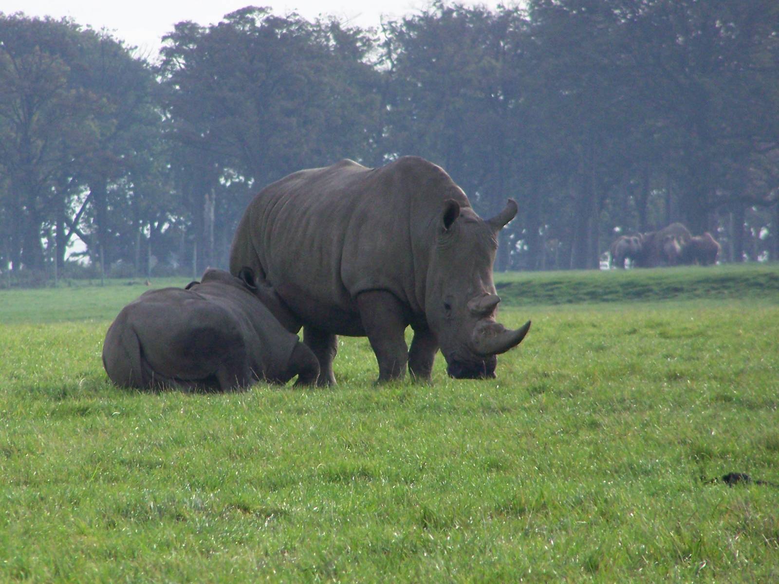 White Rhino and calf October 2007