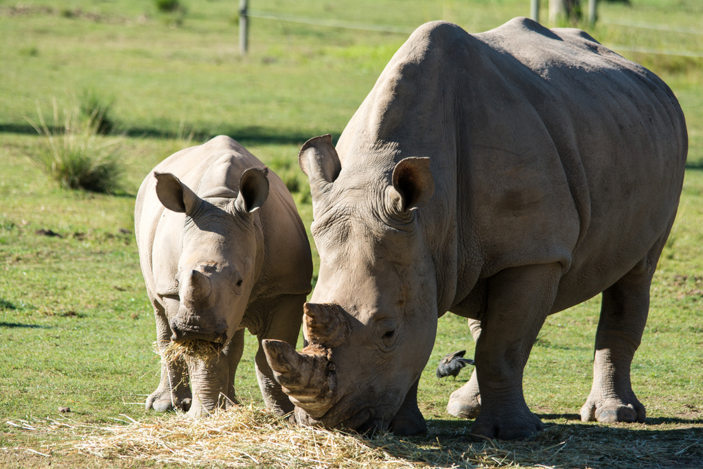 White Rhino and calf - Taronga Western Plains Zoo visit April 2014
