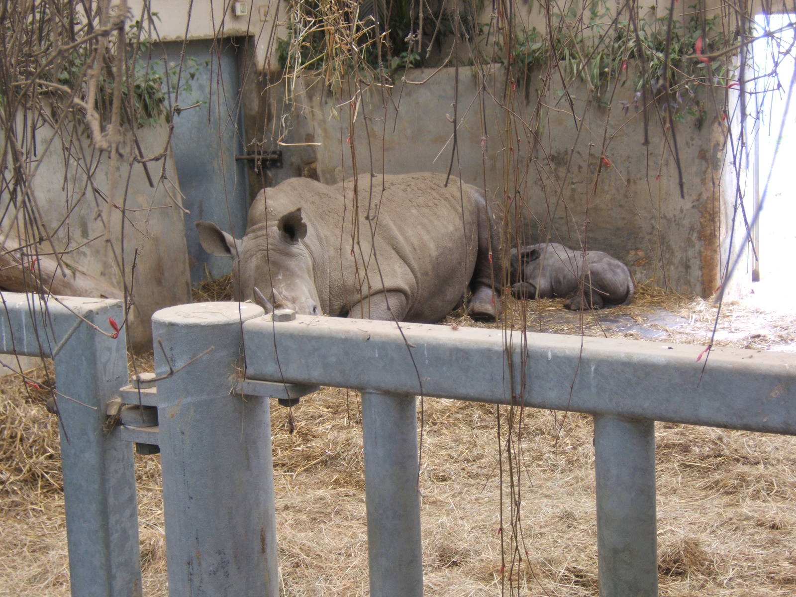 White Rhino and calf
