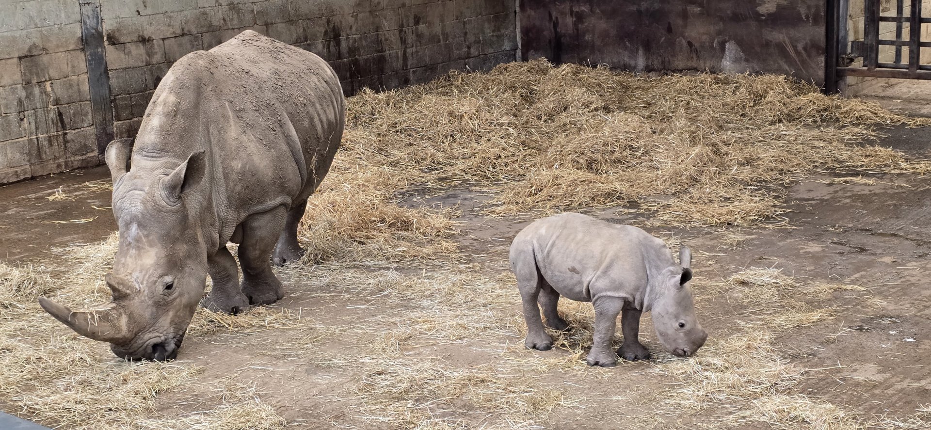 White rhino and calf