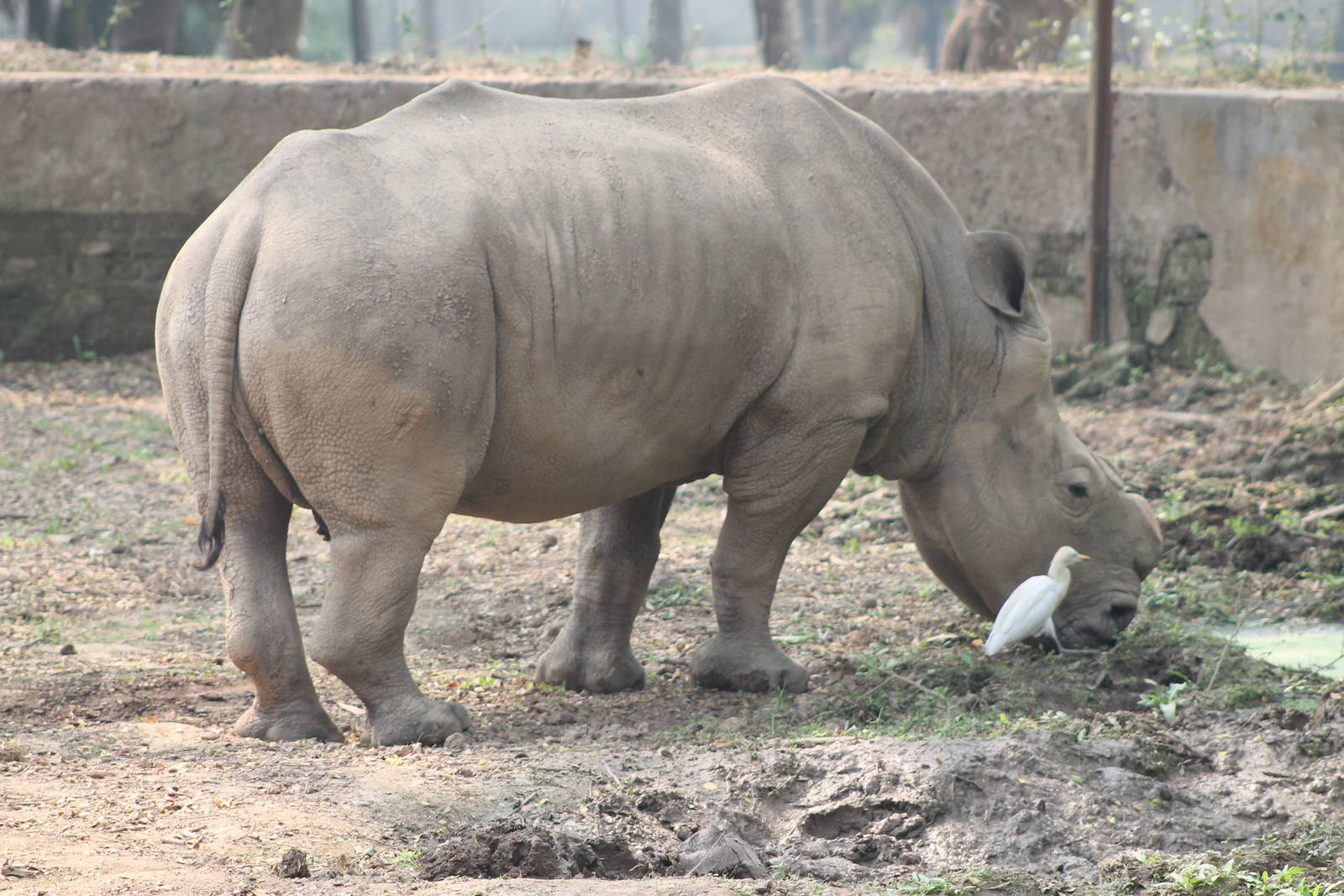 white rhino and cattle egrets