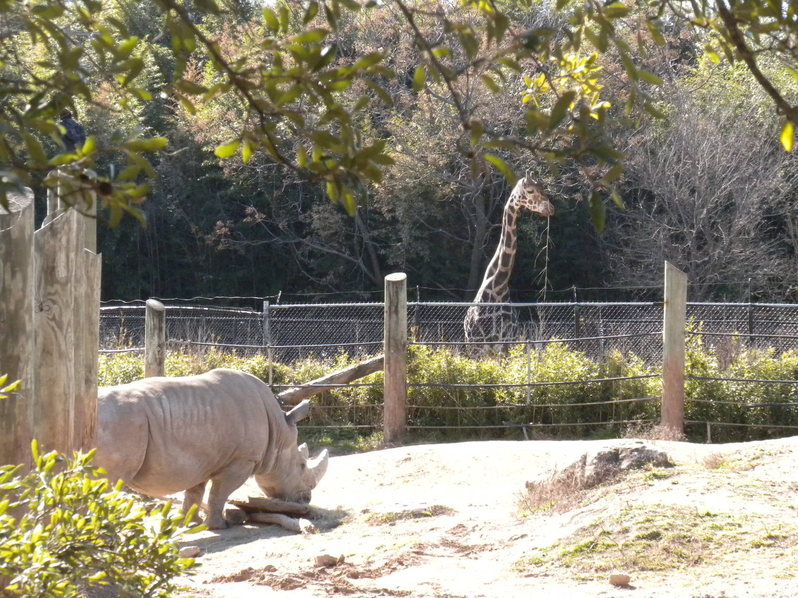 White Rhino and Giraffe