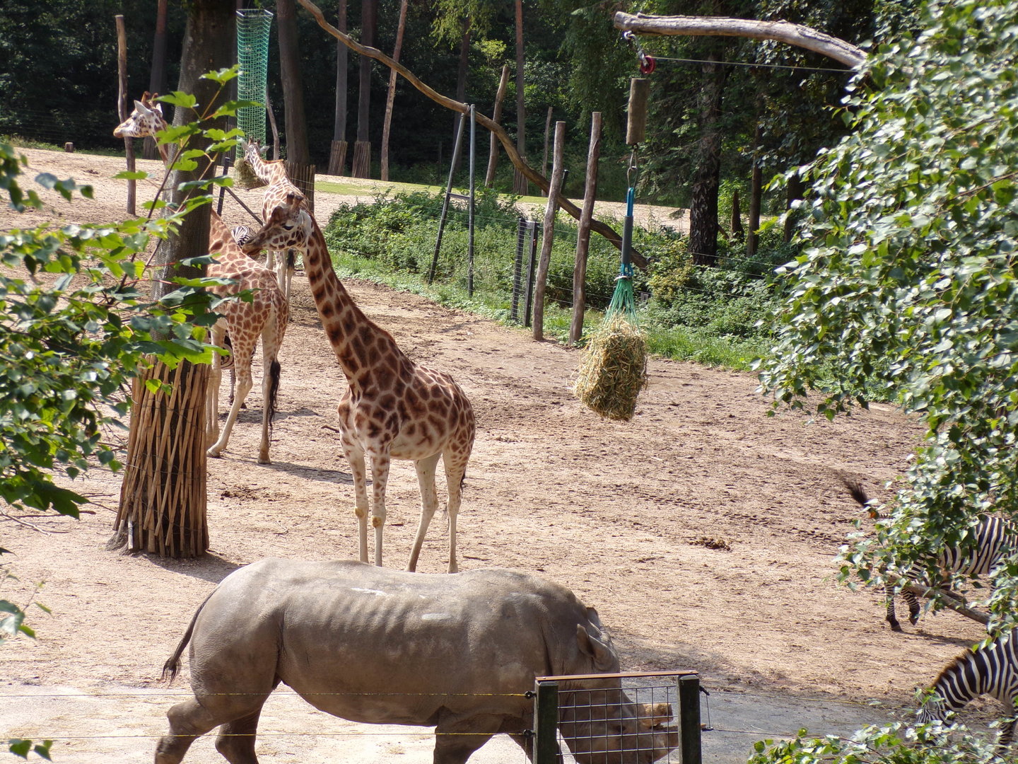 White rhino and Giraffes 6.7.23