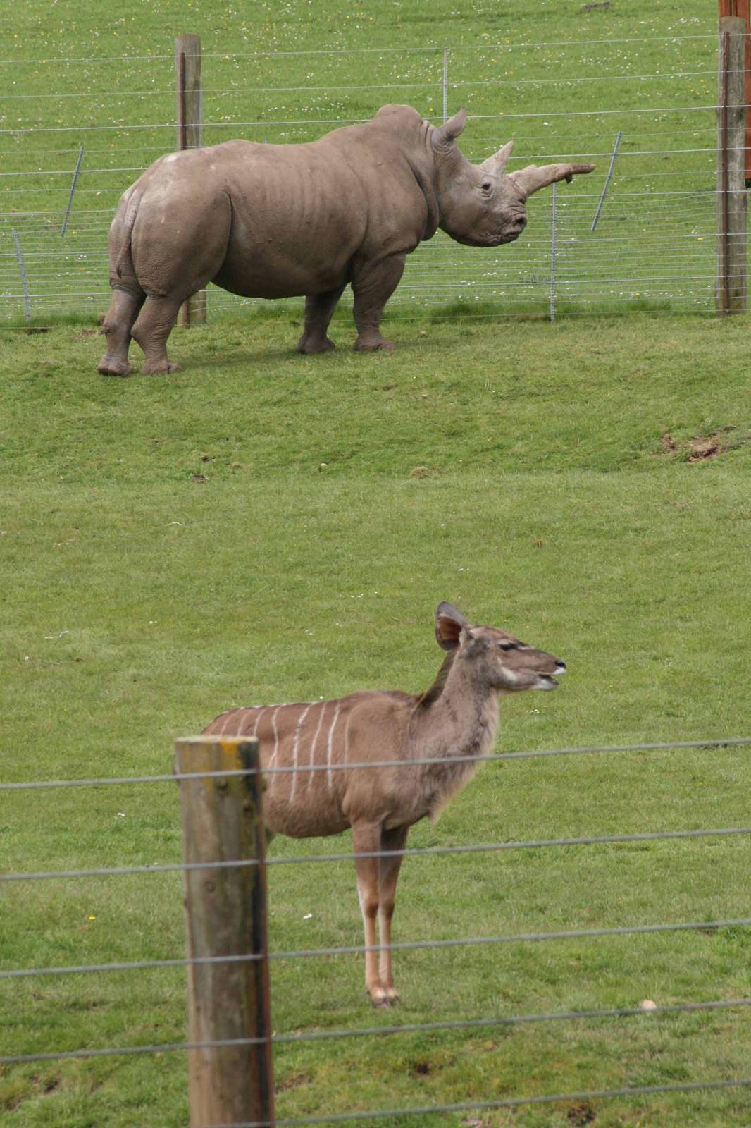 White Rhino and Kudu, Marwell Wildlife