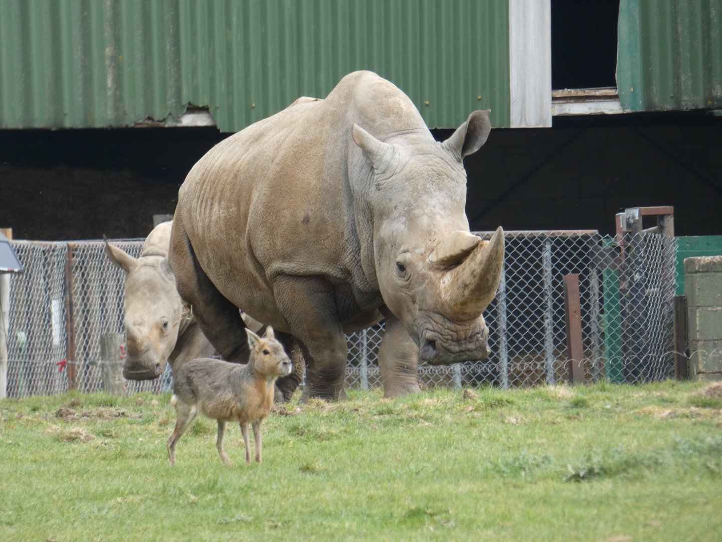 White rhino and Mara
