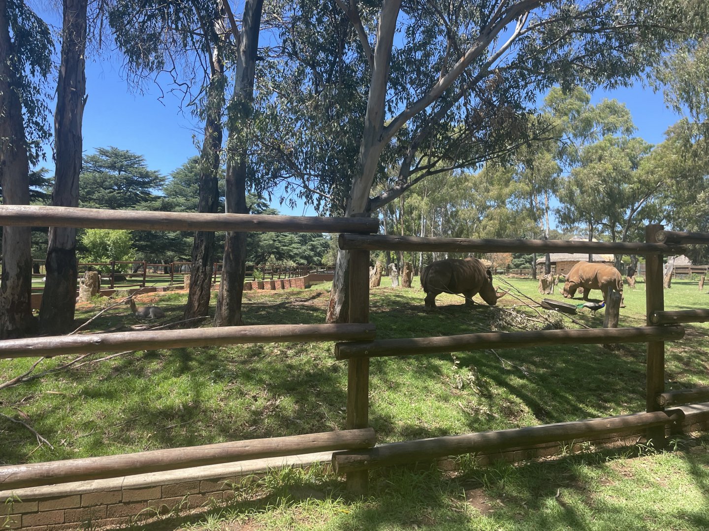White Rhino and Mountain Reedbuck Exhibit (Ceratotherium simum, Redunca fulvorufula)