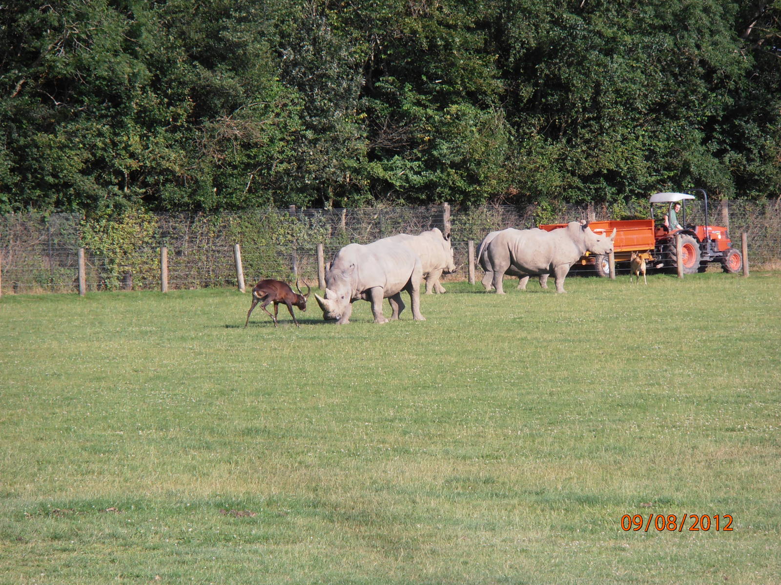 White rhino and nile lechwe fight