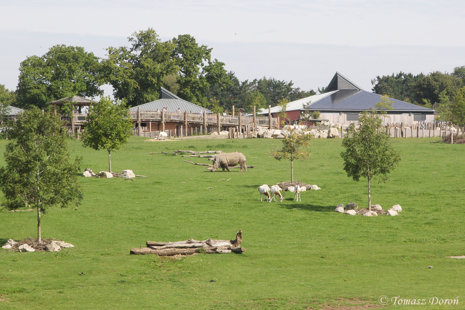 White Rhino and Oryx paddock, August 2017