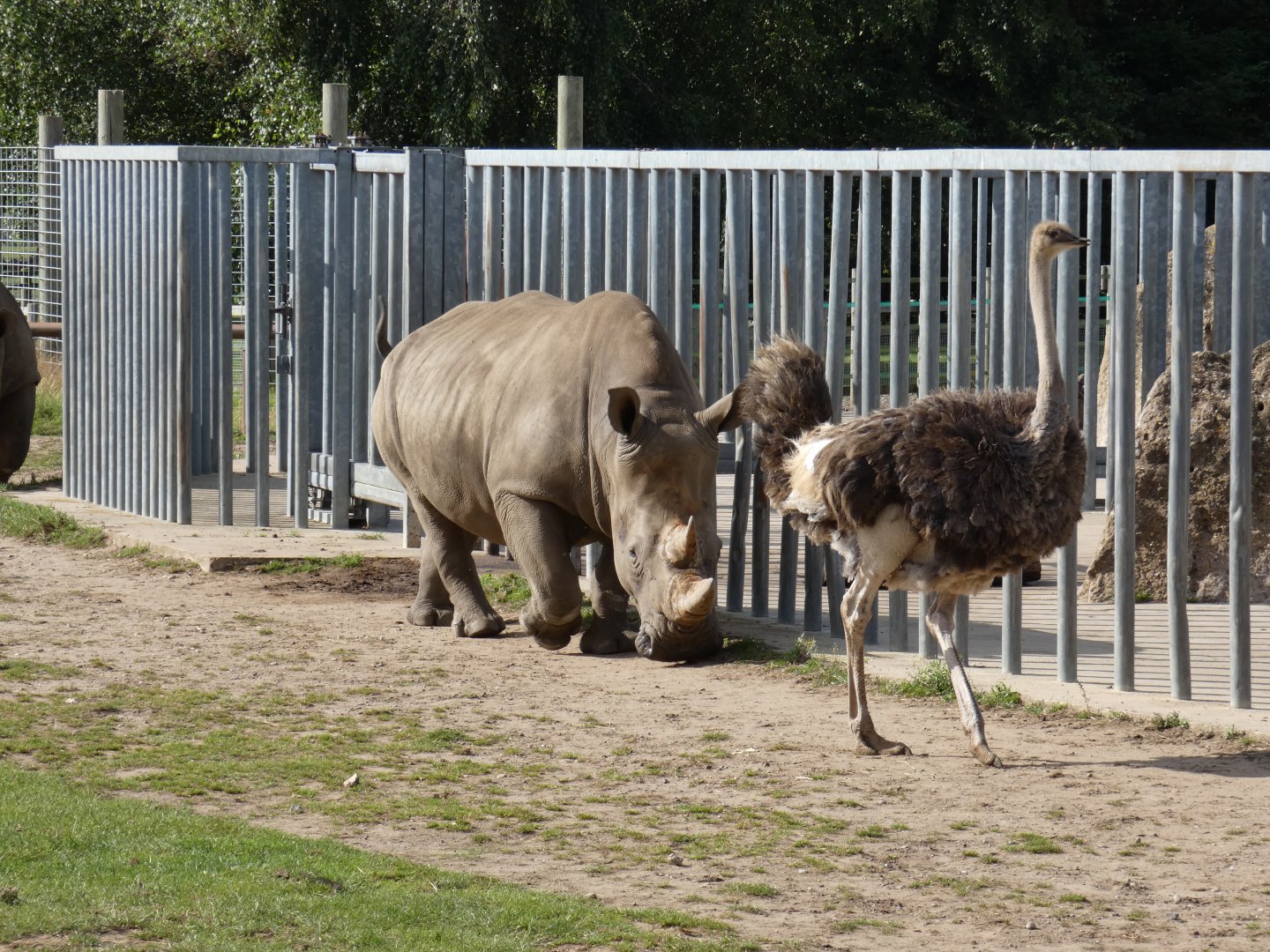 White rhino and Ostrich