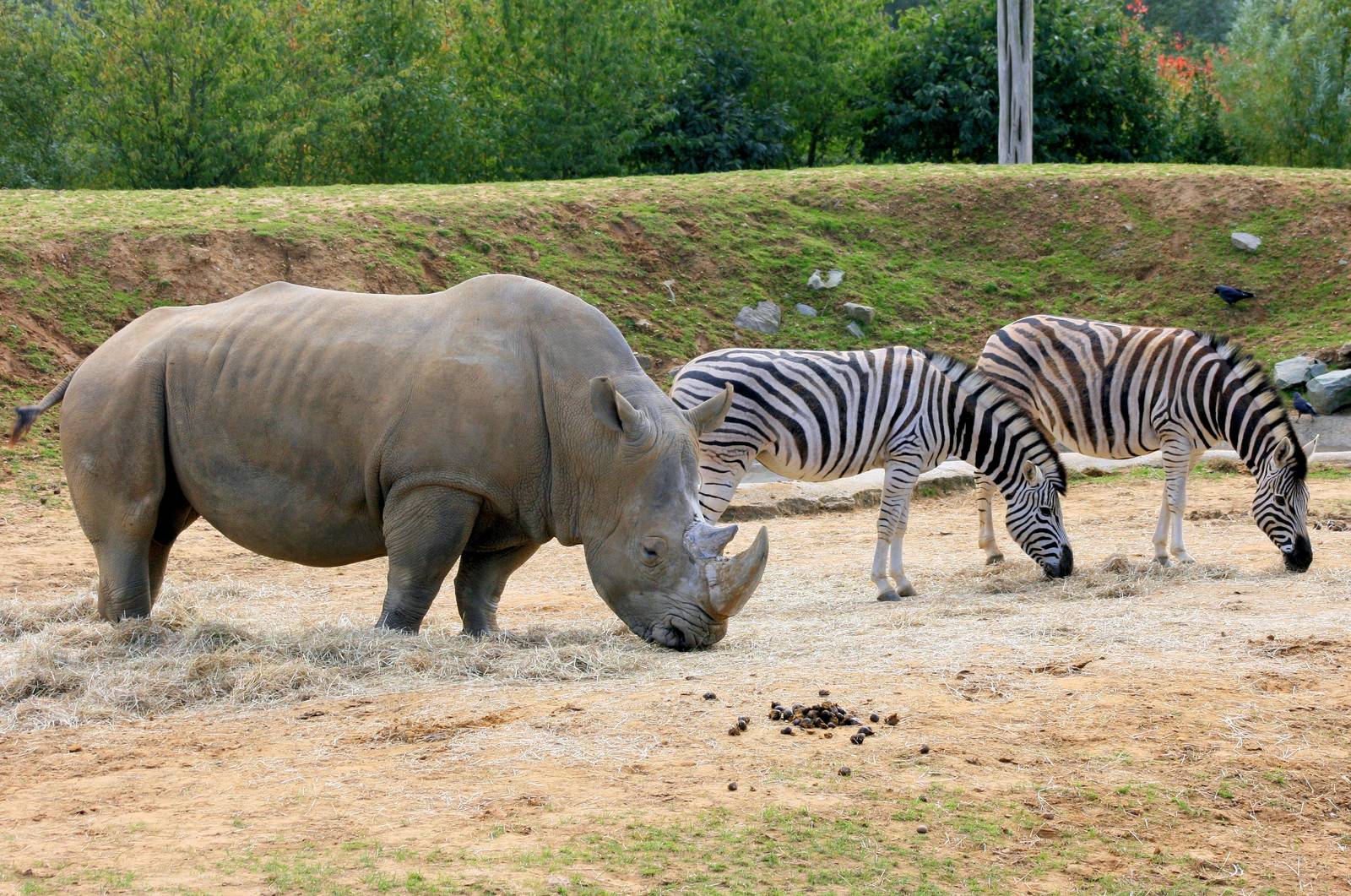 White Rhino and Plains Zebra; Colchester; 28th September 2013