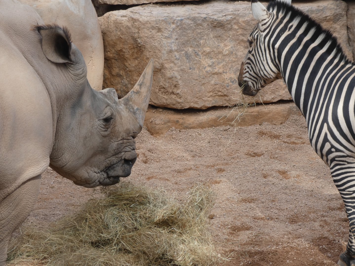 White Rhino and Plains Zebra