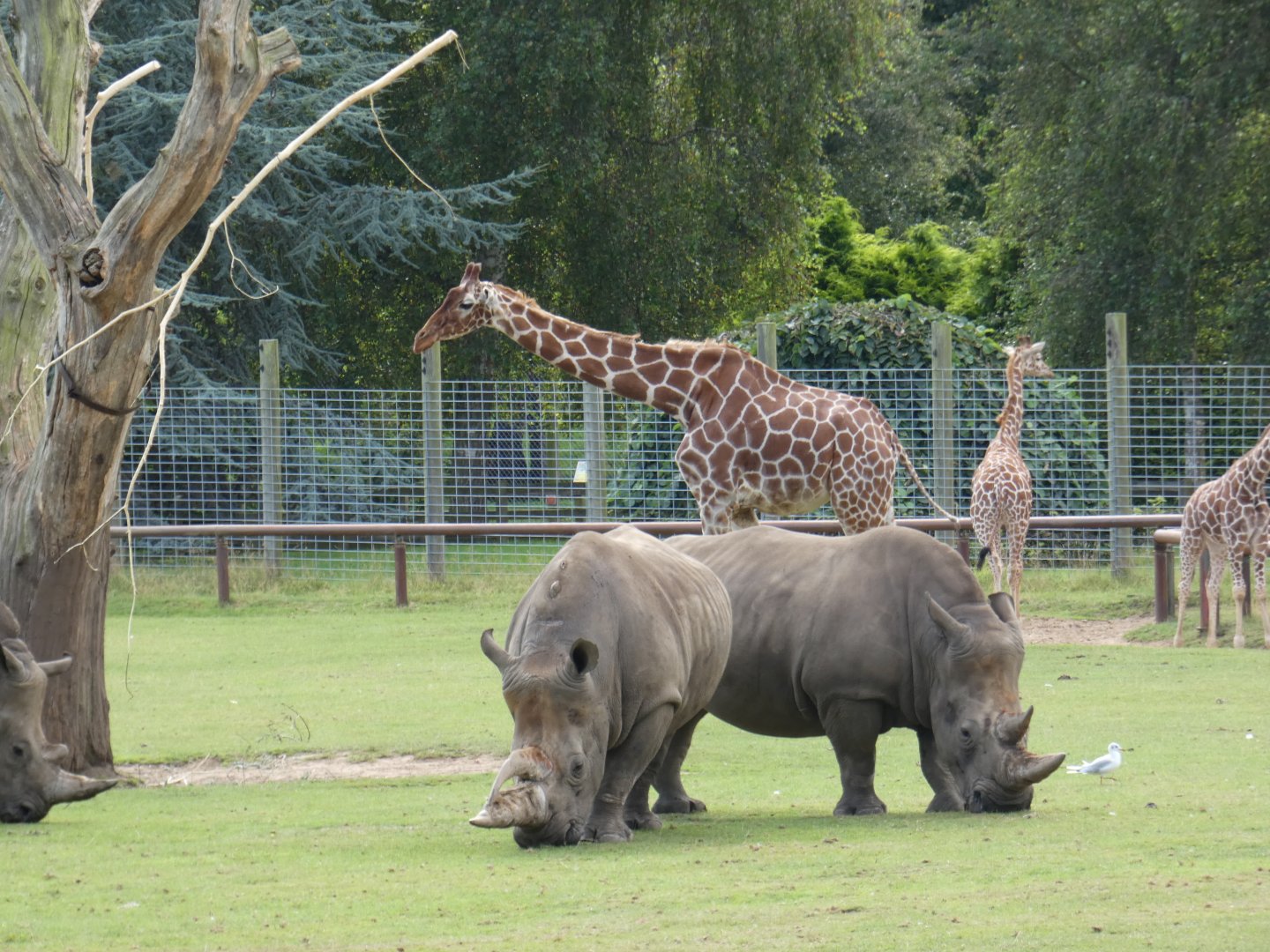 White rhino and Reticulated giraffe