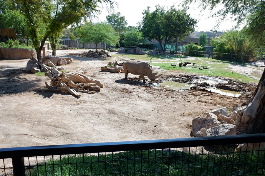 white rhino and spekes gazelle exhibit