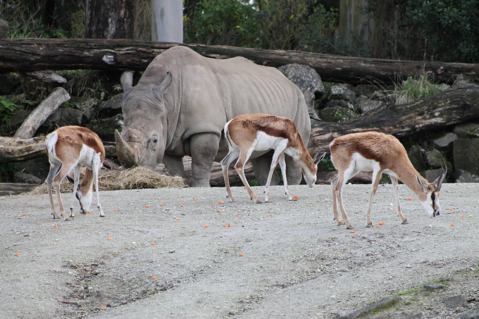 white rhino and springbok