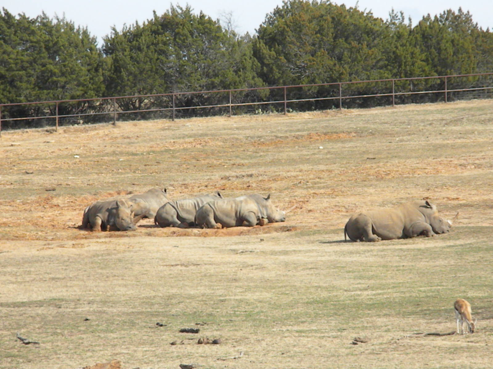 White Rhino and Thomson's Gazelle