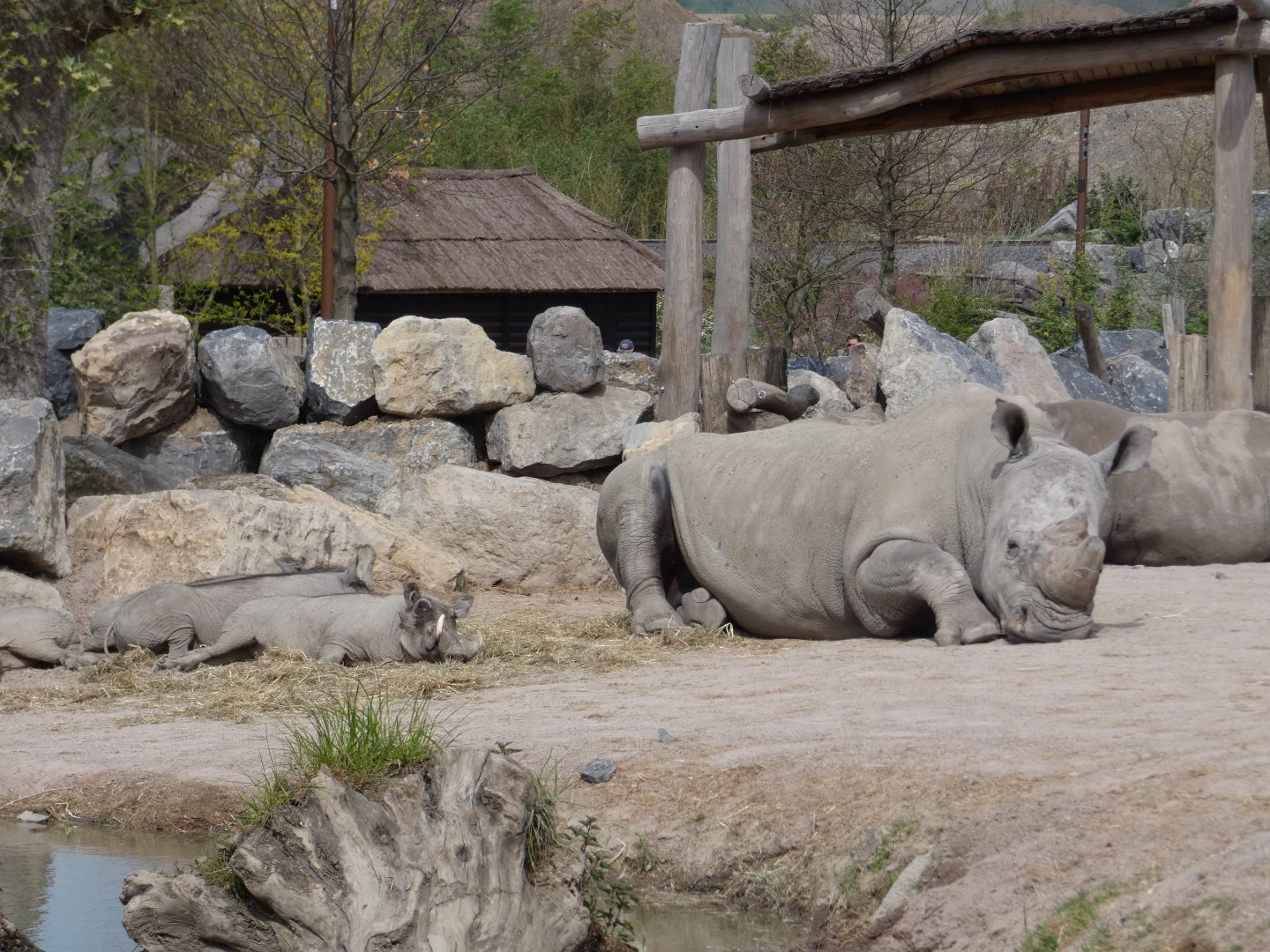 White Rhino and Warthog