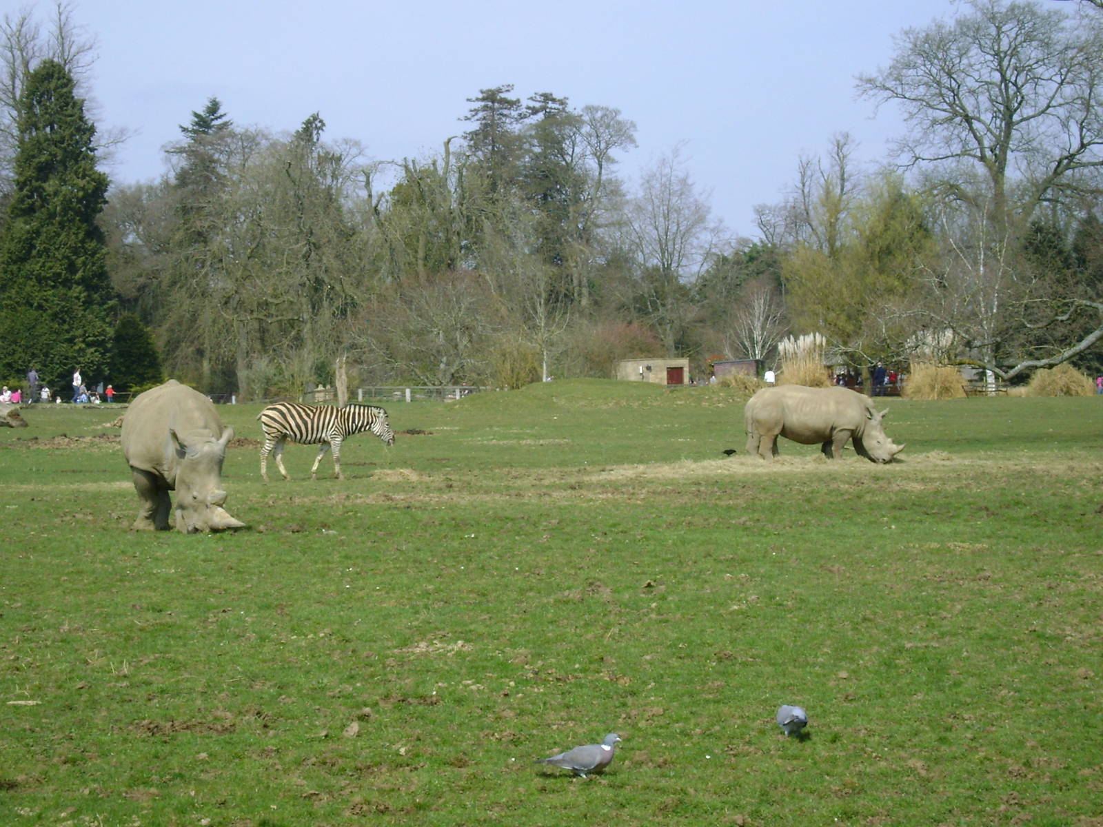 White rhino and zebra