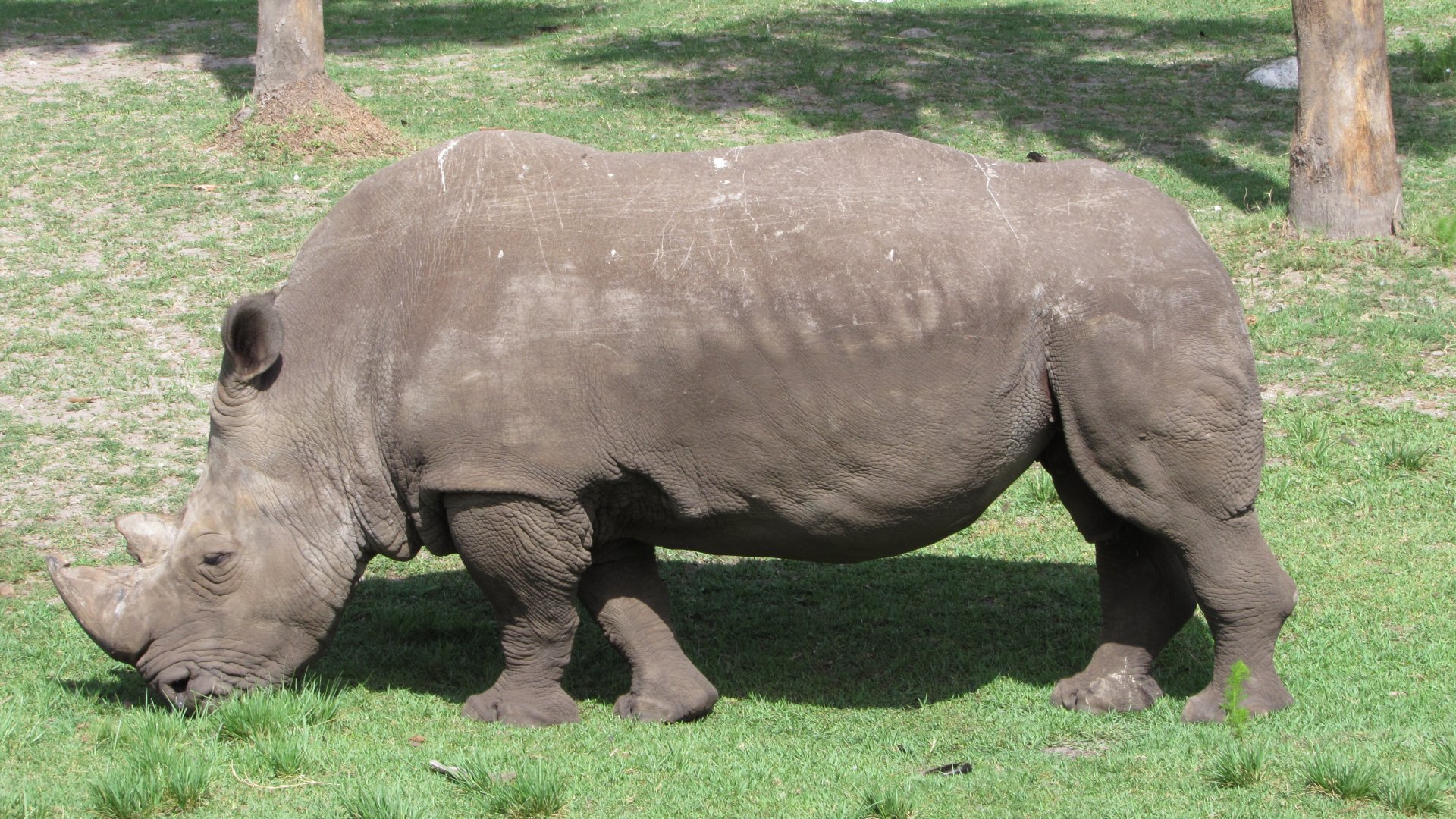 White Rhino Archie