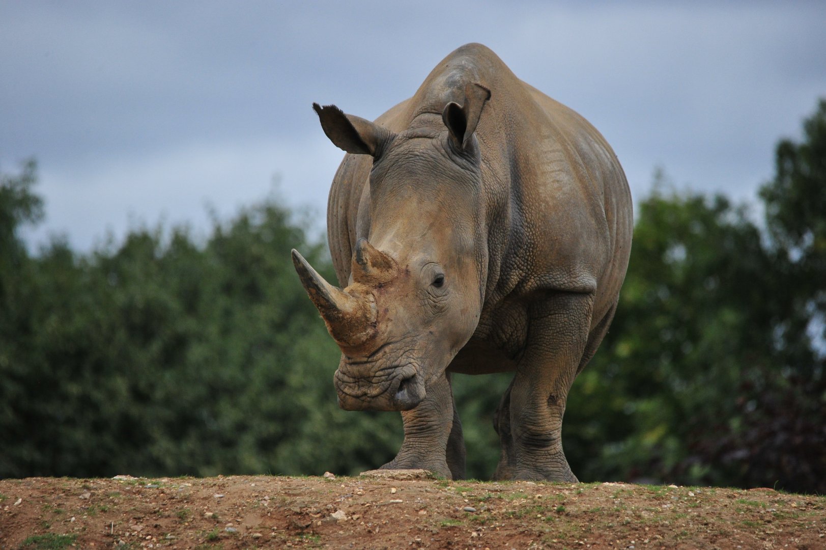 White Rhino Astrid