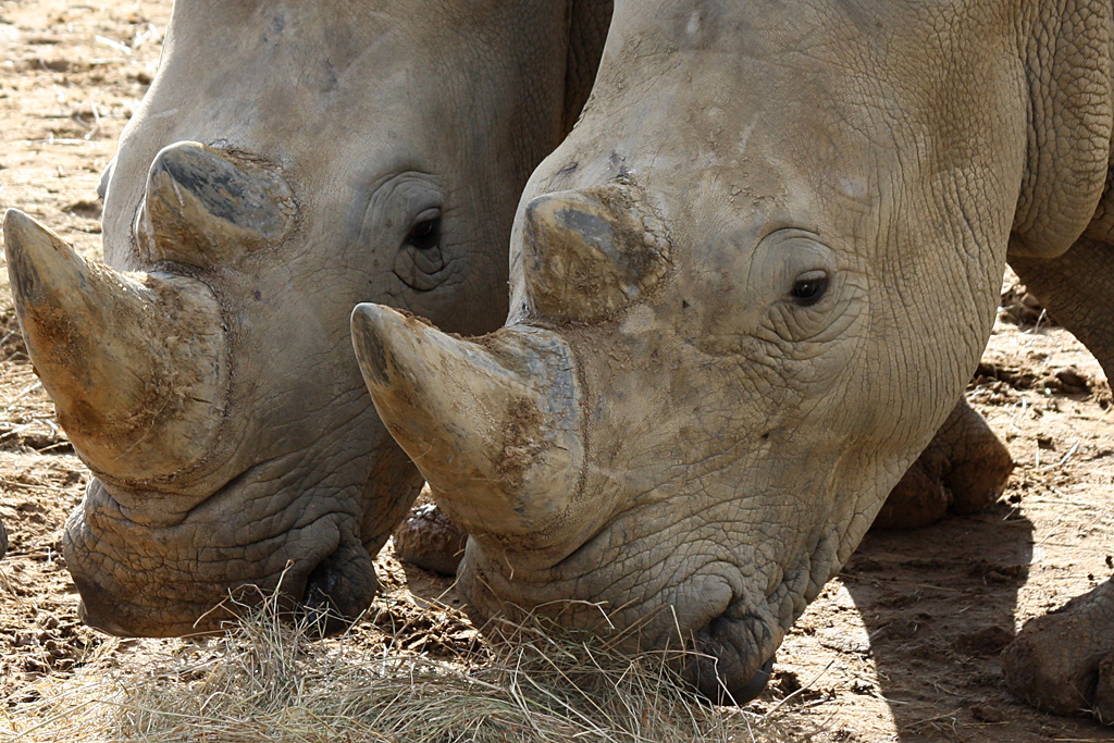 White  Rhino at Colchester 21/10/08