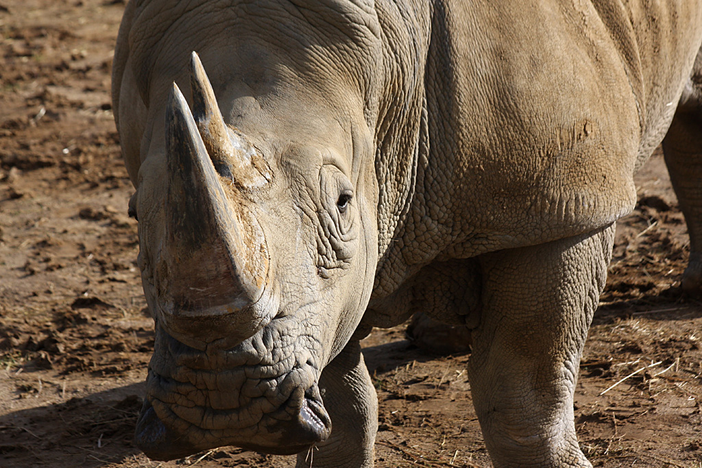 White Rhino at Colchester 21/10/08