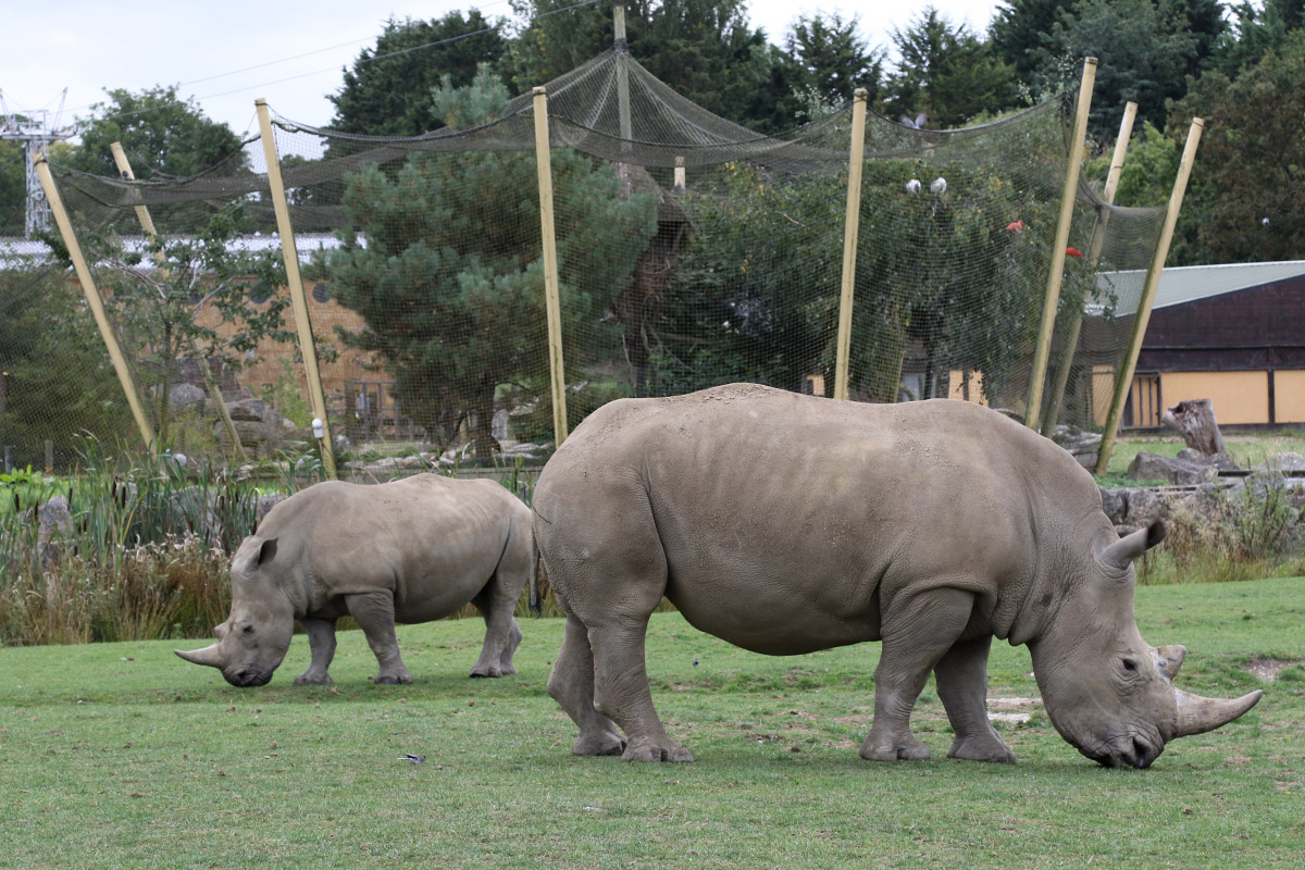 White Rhino at Flamingo Land 15/09/2018
