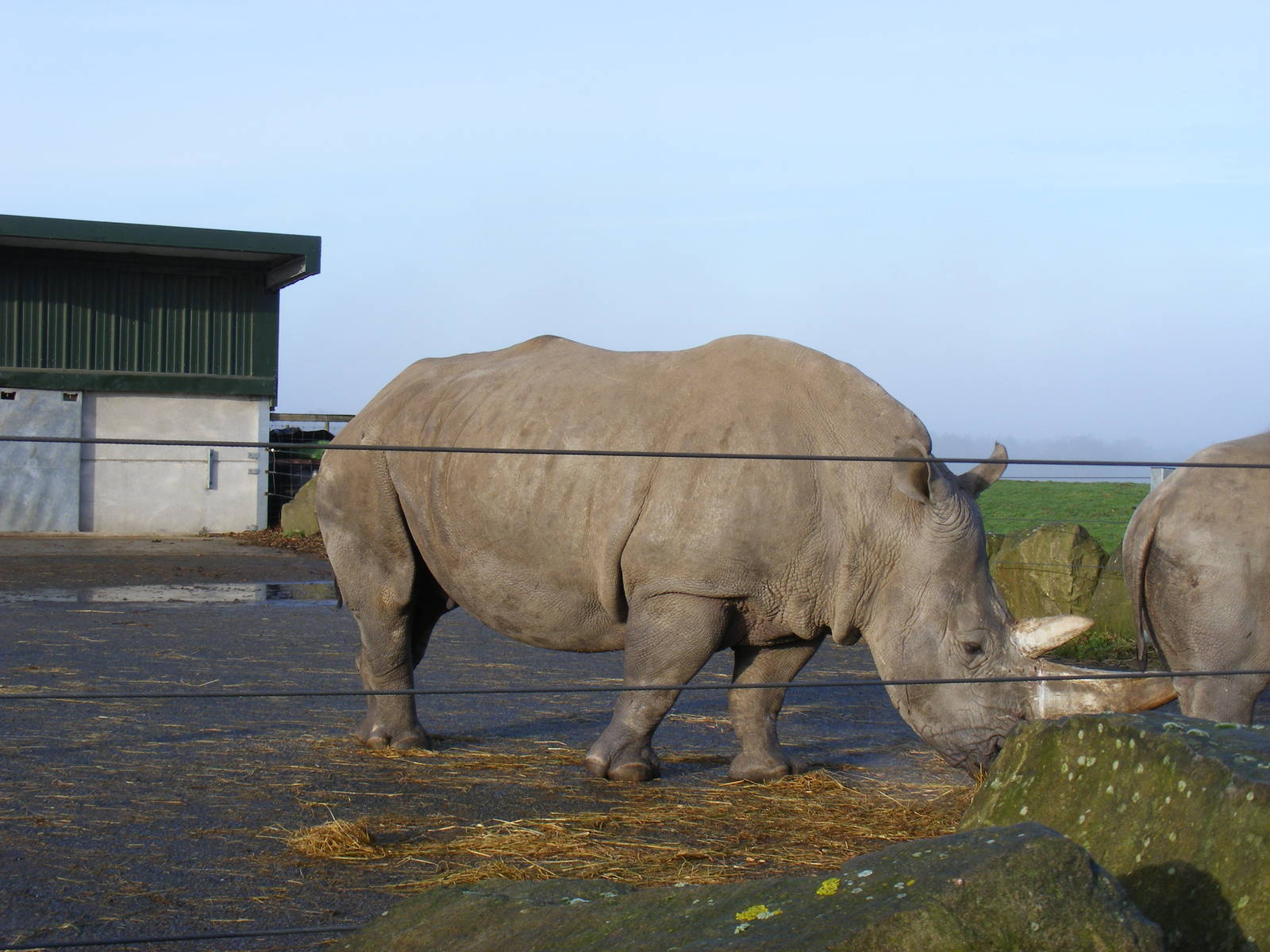 White rhino at Knowsley Safari Park, 28 December 2009