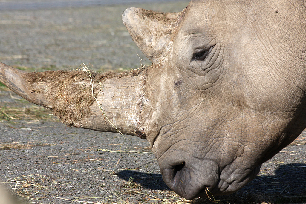 White Rhino at Knowsley