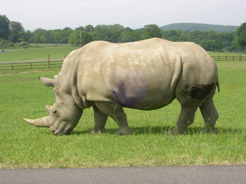 White Rhino at Longleat: 2006