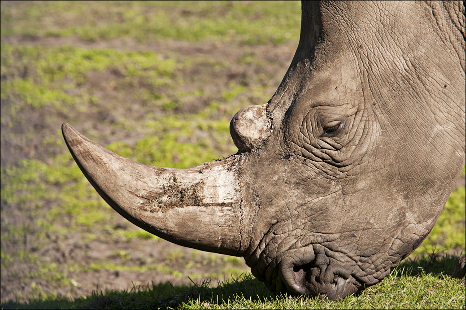 White rhino at Serengeti Park