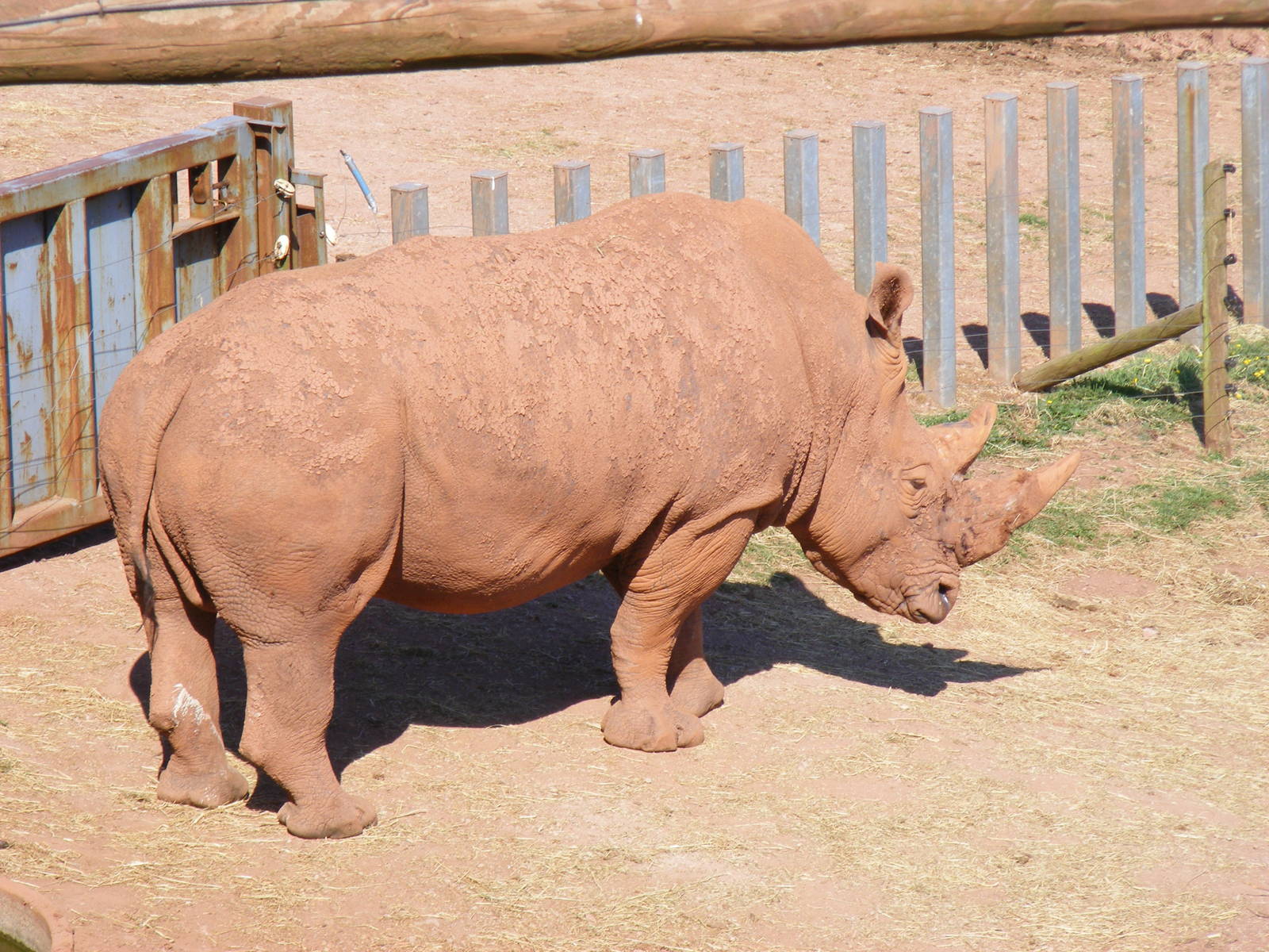 White rhino at South Lakes Wild Animal Park, 23 May 2010