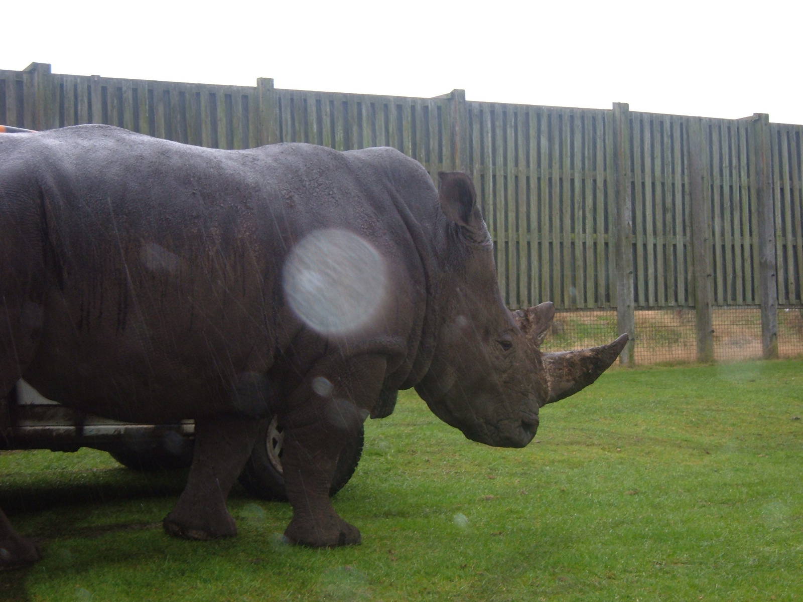 White Rhino at West Midlands Safari Park