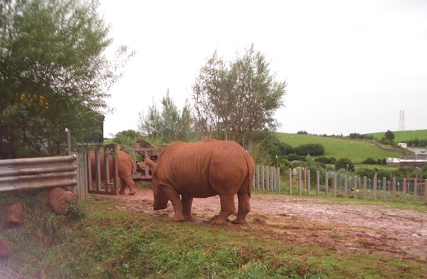 White Rhino - August 2004