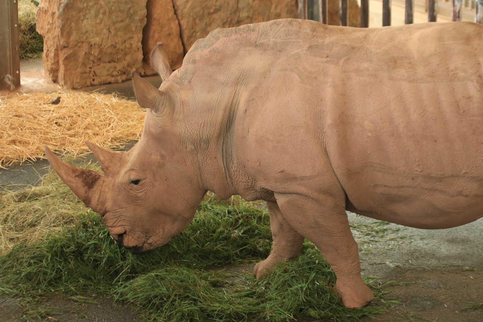 White Rhino (August 2019)