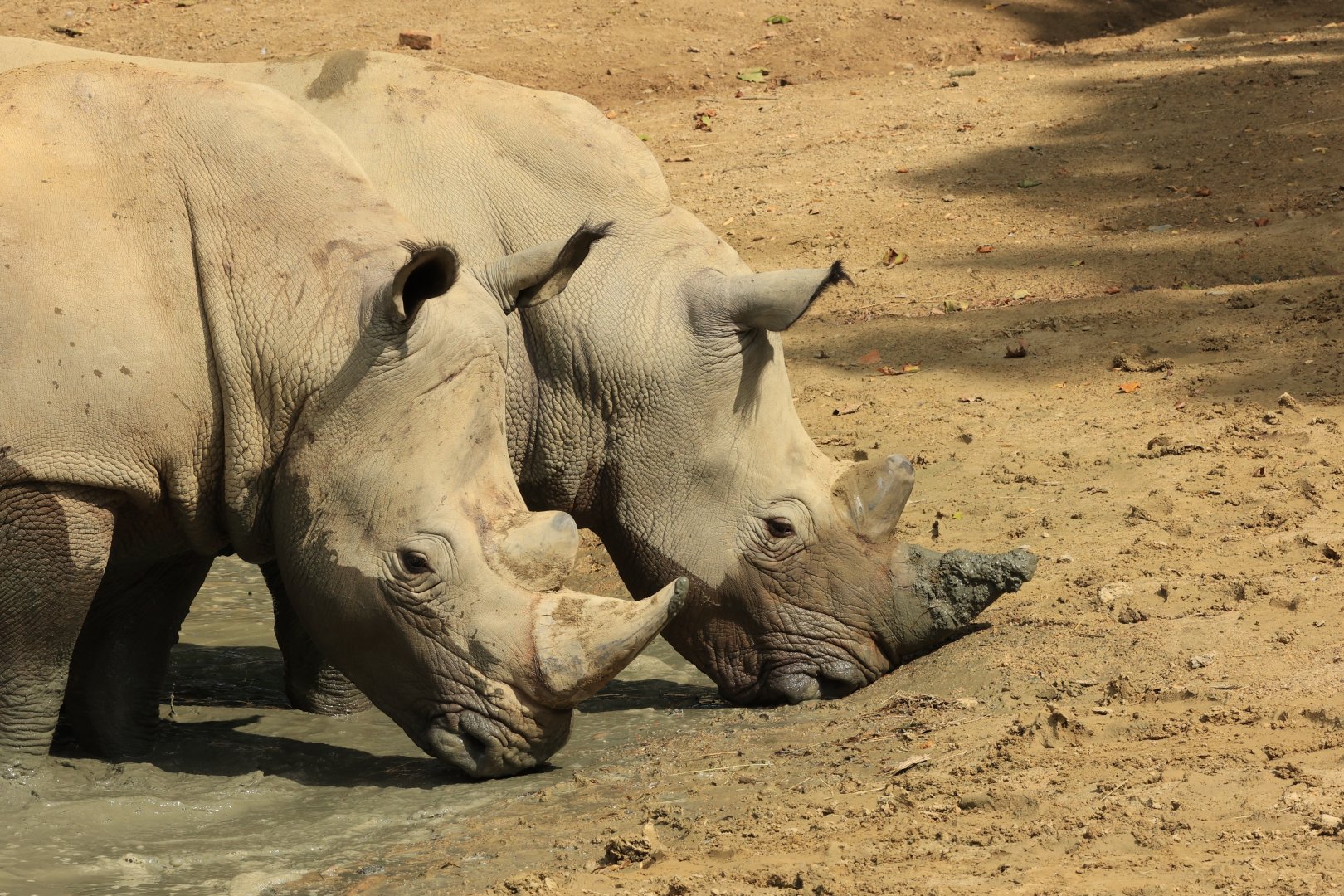 White rhino (August 2021)