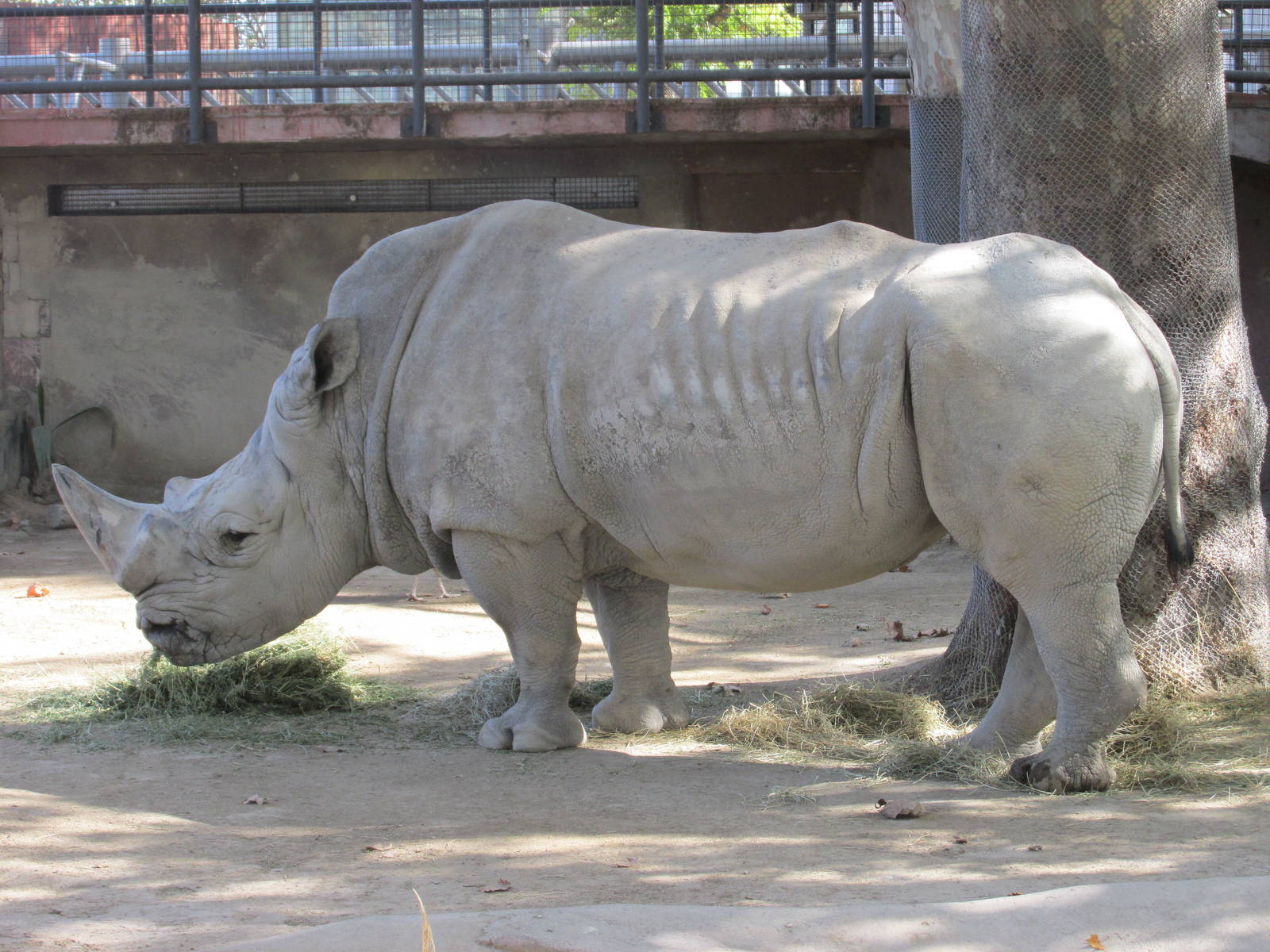 white rhino barcelona zoo